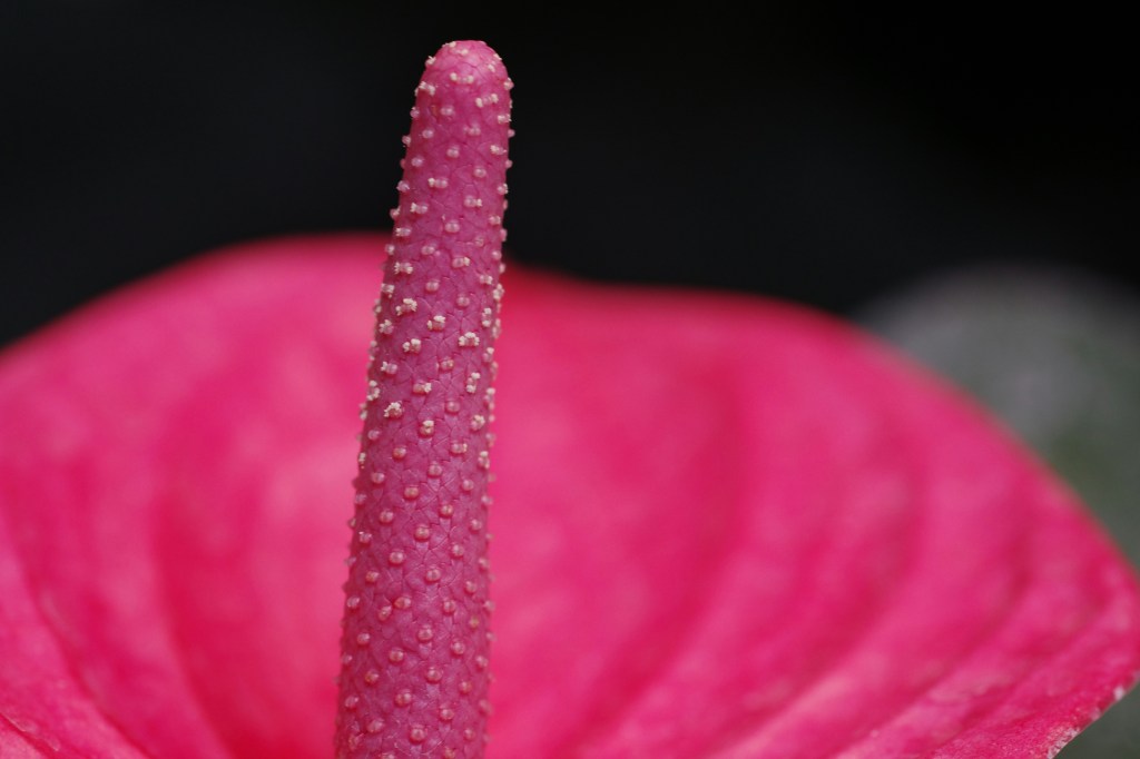 Ngừng cung cấp PrEP miễn phí và nghịch lý thắt dây an&nbsp;toàn?